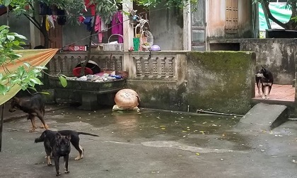Người dân kể phút kinh hoàng khi cháu bé ở Hưng Yên bị chó cắn chết