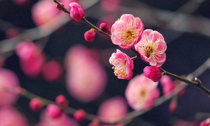 Tử vi thứ tư ngày 10/4/2019 của 12 cung hoàng đạo mới và chuẩn nhất