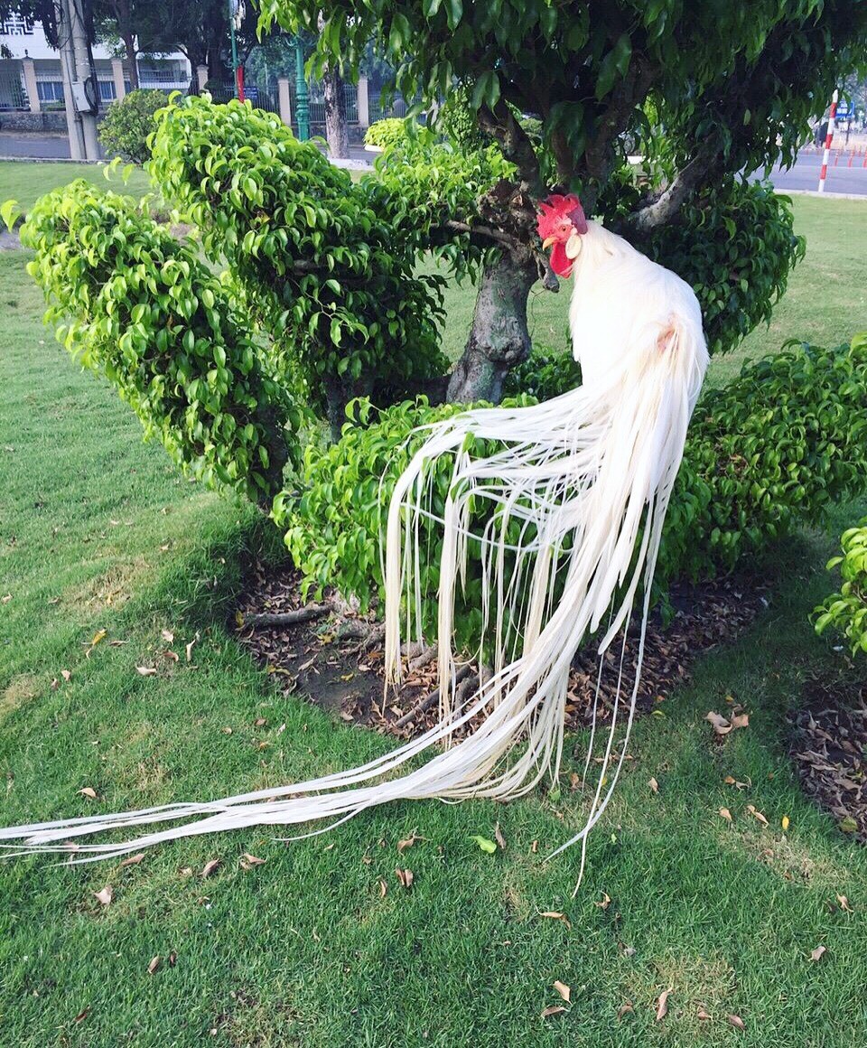 Gà quý tộc trắng toát: Đuôi dài 2 mét, giá 100 triệu đồng