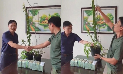 Tiết lộ của đại gia Hà Tĩnh ra Hải Phòng mua 2 chậu lan 3,5 tỷ