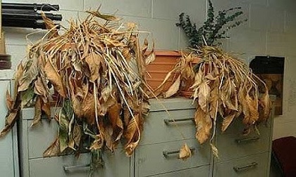 Những món đồ cũ vừa gây bệnh vừa 'đại hung' khi giữ trong nhà