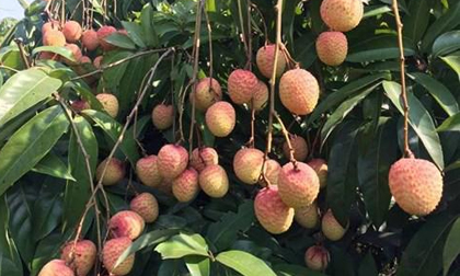 Tiết lộ sự thật vải thiều 30.000 đồng/kg, siêu thị đắt gấp 3 lần