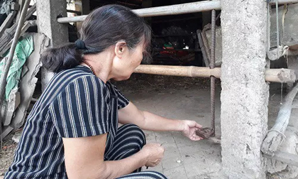 Phẫn nộ kẻ gian xẻ thịt 2 đùi bò mẹ đang mang thai rồi trộm đi