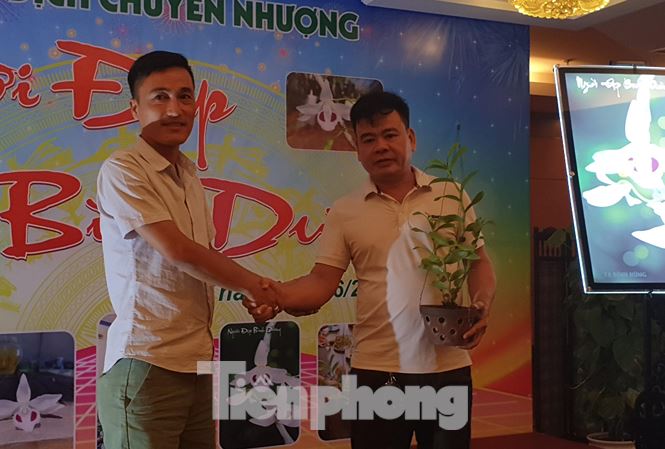 Giò lan “Người đẹp Bình Dương” hàng chục tỷ đồng được bán về Thái Bình - 1