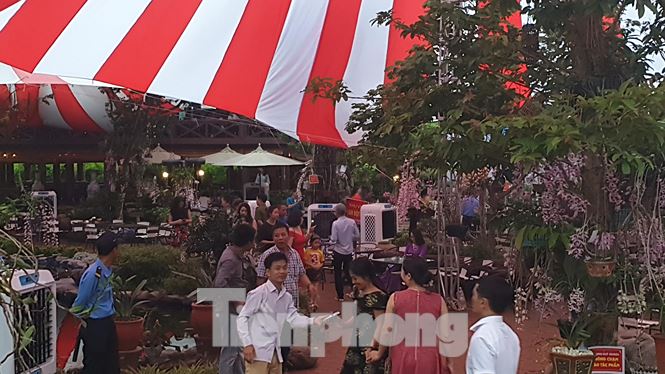 Giò lan “Người đẹp Bình Dương” hàng chục tỷ đồng được bán về Thái Bình - 2