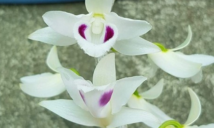 Chủ nhân tiết lộ lý do bỏ chục tỷ đồng mua giò lan “Người đẹp Bình Dương”