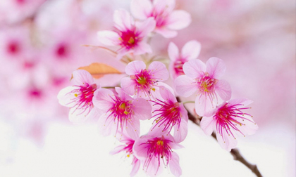 Tử vi 12 cung hoàng đạo thứ sáu ngày 7/6/2019 mới nhất, chuẩn nhất