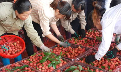 260 chủ vựa Trung Quốc tranh mua, vải thiều Bắc Giang giá cao kỷ lục