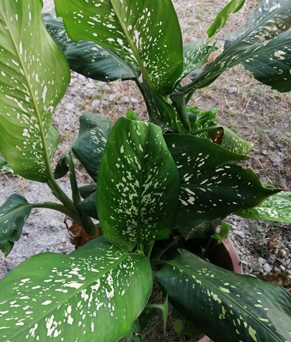 be gai co giat, chay nuoc dai khong ngung sau khi can la cua cay canh nhieu nha cung co - 2