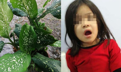 Bé gái co giật, chảy nước dãi không ngừng sau khi cắn lá của cây cảnh nhiều nhà cũng có