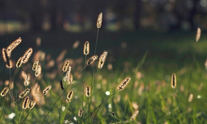 Tử vi 12 cung hoàng đạo chủ nhật ngày 30/6/2019 mới và chuẩn nhất
