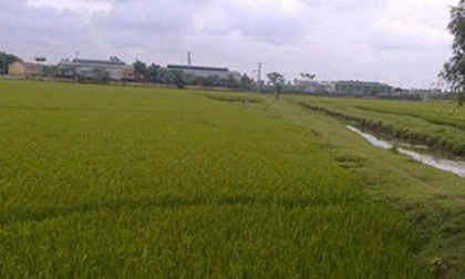 Sau buổi tập văn nghệ, chở cô gái 18 tuổi ra cánh đồng hiếp dâm