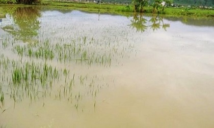 Nghệ An: Sảy chân xuống ruộng ngập nước, một cháu bé tử vong