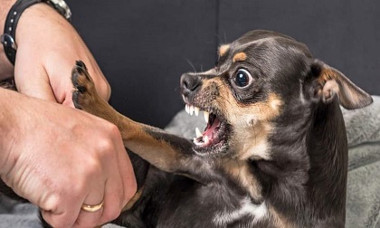 5 người cùng bị một con chó cắn, 1 người đã tử vong