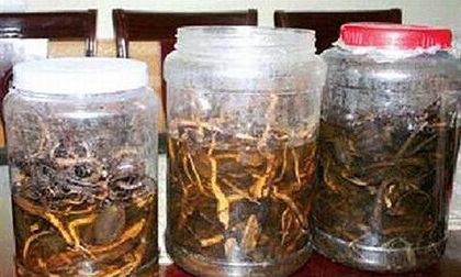 Uống rượu ngâm hạt cây rừng, 3 người chết, 2 người nguy kịch