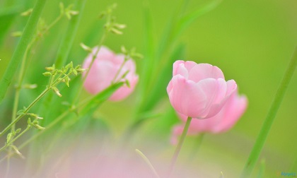 Tử vi 12 cung hoàng đạo thứ tư ngày 17/7/2019 mới và chuẩn nhất