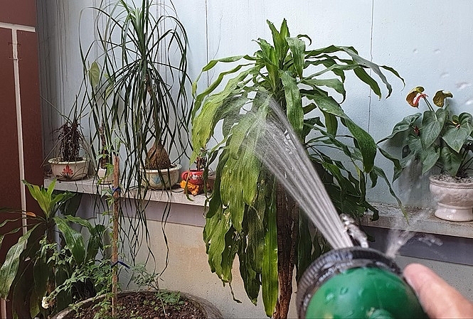 thai binh hai vo chong bi dien giat tu vong khi tuoi cay