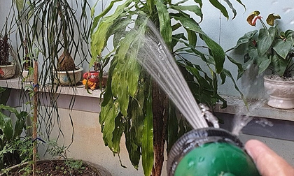 Thái Bình: Hai vợ chồng bị điện giật tử vong khi tưới cây