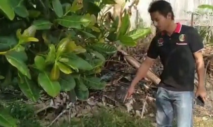 Thấy chú mèo đột nhiên chạy vào bụi cây rồi kêu gào, người đàn ông phát hiện kinh hoàng