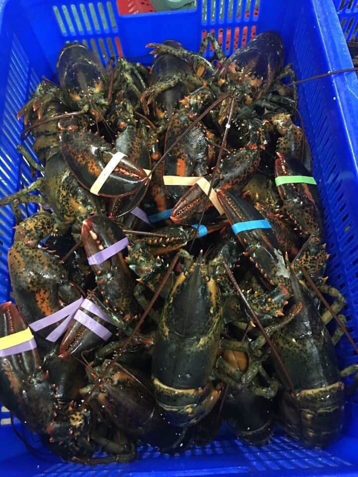 Tôm hùm Alaska về Việt Nam 170 ngàn/kg, rẻ giật mình như tôm ngoài chợ