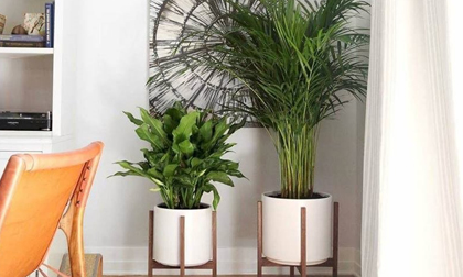 10 loại cây hút tài, đuổi tà 'cực chất' trong tháng cô hồn, gia chủ yên tâm hưởng phúc