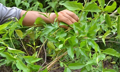 Cứu sống nam thanh niên ăn lá ngón tự tử nghi do mâu thuẫn với người yêu