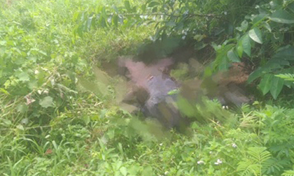 Thi thể nam giới phân hủy nặng bên bờ đê ở Quảng Ninh