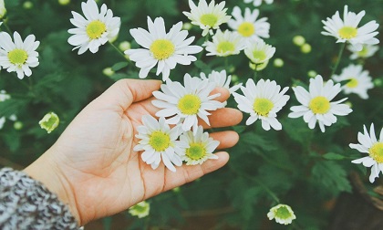 Tử vi 12 cung hoàng đạo thứ sáu ngày 23/8/2019 mới và chuẩn nhất