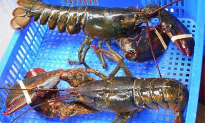 Tôm hùm Alaska 170.000 đồng/kg về VN ‘cõng’ thêm bao nhiêu thuế phí?