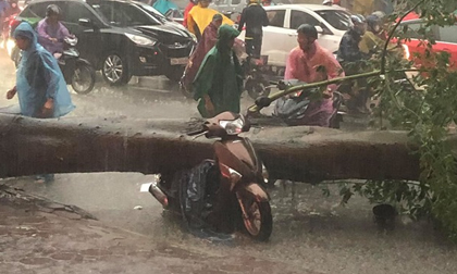Hà Nội: Cuồng phong bất ngờ trước bão số 4, cây đổ la liệt, một người thiệt mạng
