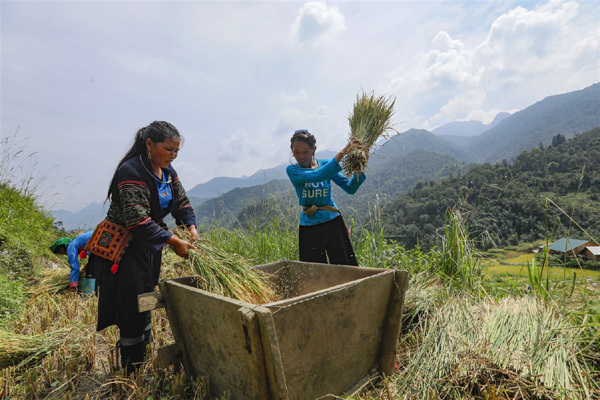Ngẩn ngơ trước vẻ đẹp Sa Pa mùa lúa chín