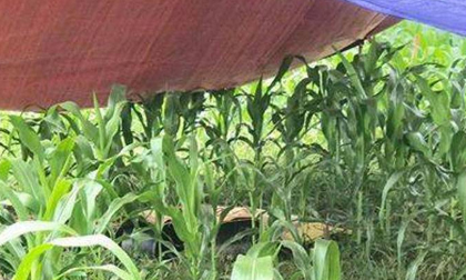 Tá hỏa phát hiện thi thể người phụ nữ nghi bị sét đánh tử vong