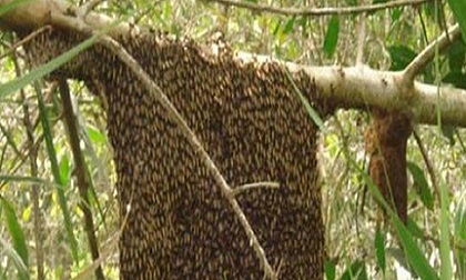 Bị ong rừng tấn công, 1 người tử vong, 3 người bị thương