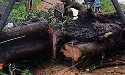 Chạy mưa, người phụ nữ bất ngờ bị cây cổ thụ gãy đổ đè chết