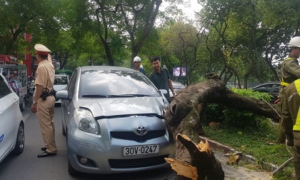 Cây xanh bất ngờ bật gốc đổ đè vào ô tô đang đi trên đường Thanh Niên, nhiều người thót tim