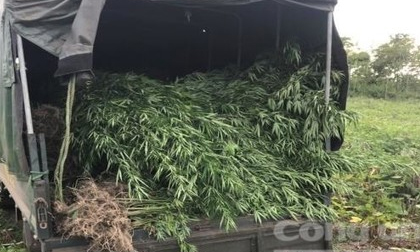 Phát hiện vụ trồng hơn 2.100 cây cần sa tại Gia Lai