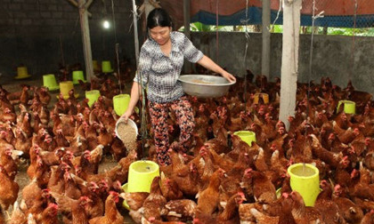 Khốn khổ gà rẻ như rau, lại thêm điềm báo phá sản nguy hiểm