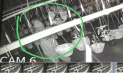 Cận mặt kẻ trộm lan táo tợn tại Hòa Bình lấy sạch toàn bộ lan đột biến trị giá 2,9 tỷ đồng