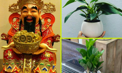Đặt 4 loại cây phong thuỷ này để 'mời gọi' thần Tài, cuối năm tài lộc nở rộ, làm gì cũng gặp may