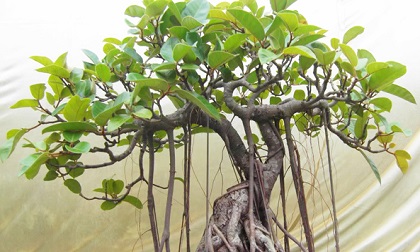 Cuối năm chớ dại mà mua loại cây này về nhà kẻo chặn cửa thần Tài, 'quét sạch' vận may của cả gia đình