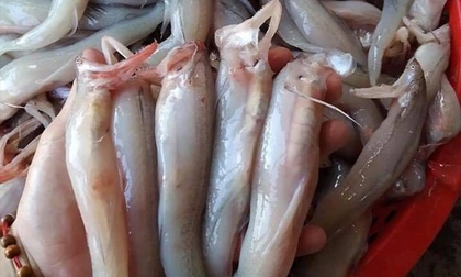 Thứ ở vùng biển làm thức cho gia súc giờ thành đặc sản đắt tiền được săn mua