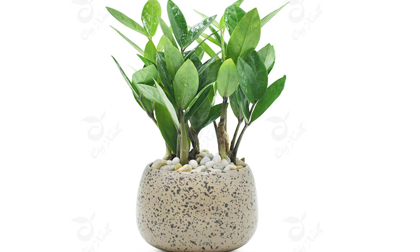 Ngày tết kiếm cây này để trong nhà tài lộc dồi dào, tiền vàng ầm ầm kéo đến