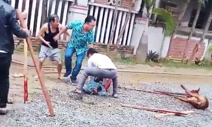 Kinh hoàng chó Pitbull tuột xích, xông vào cắn nát tay người đi đường