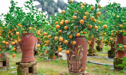 Mua đào, quất chưng Tết đặt đúng vị trí này là 'đắc lộc' Thần Tài, phú quý ắt tự đến