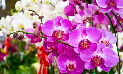 4 loài hoa đẹp nhưng tuyệt đối không được đặt lên bàn thờ ngày Tết