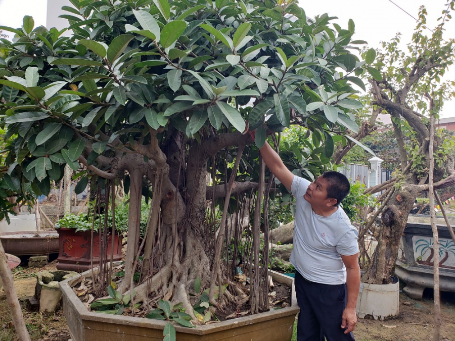 Không trồng đa trước cửa nhà