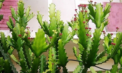 Đầu năm trồng cây lấy lộc chớ dại chọn 3 loại này mà tán gia bại sản, vợ chồng ly tán