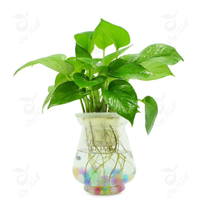 cay-van-nien-thanh-01