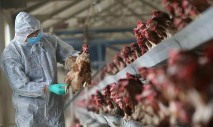Dịch cúm gia cầm H5N1 'tái xuất' ở Trung Quốc, giữa tâm dịch Corona