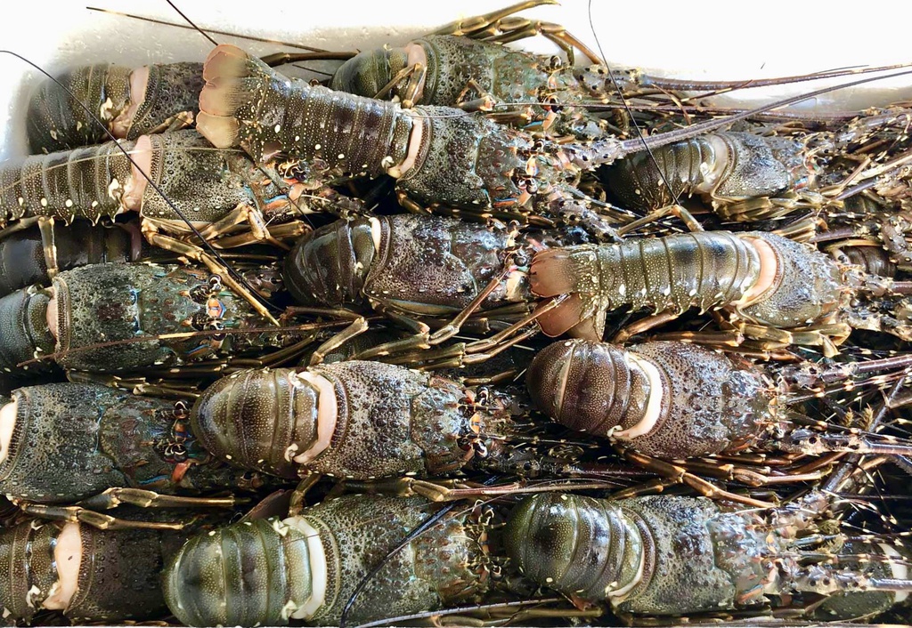 Ro 'giai cuu tom hum', gia chi tu 495.000 dong/kg hinh anh 1 5983633092b96ae733a8.jpg